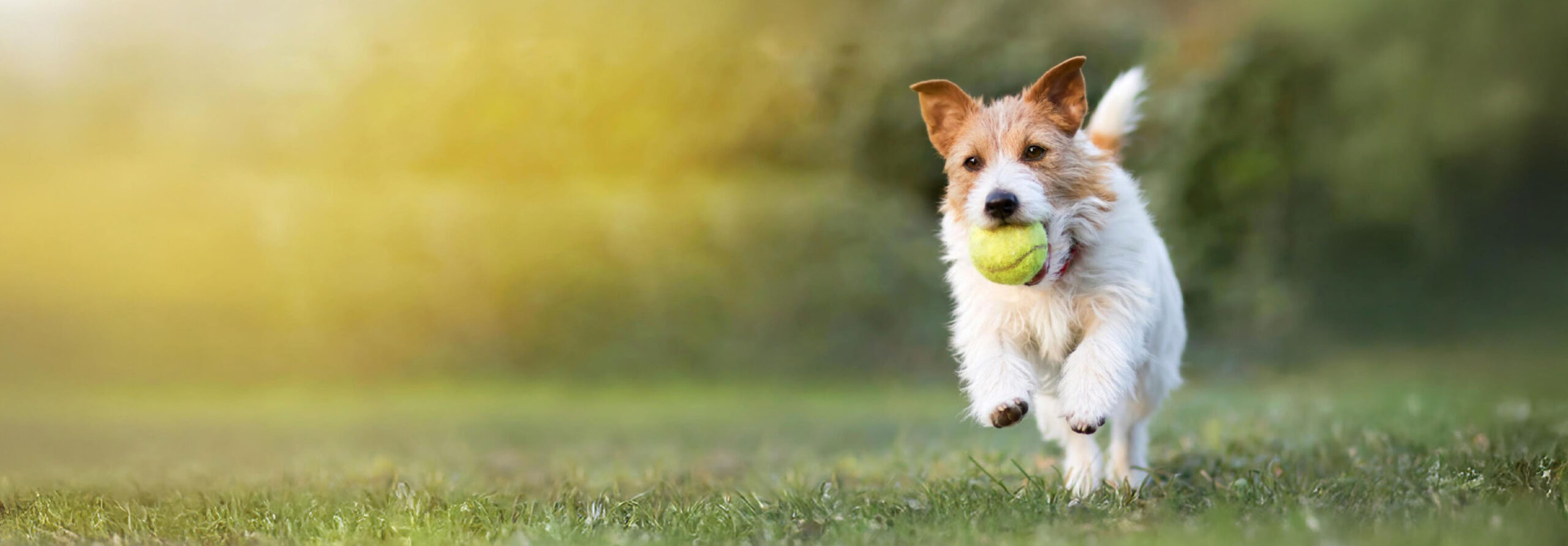 Dog running in secure dog park