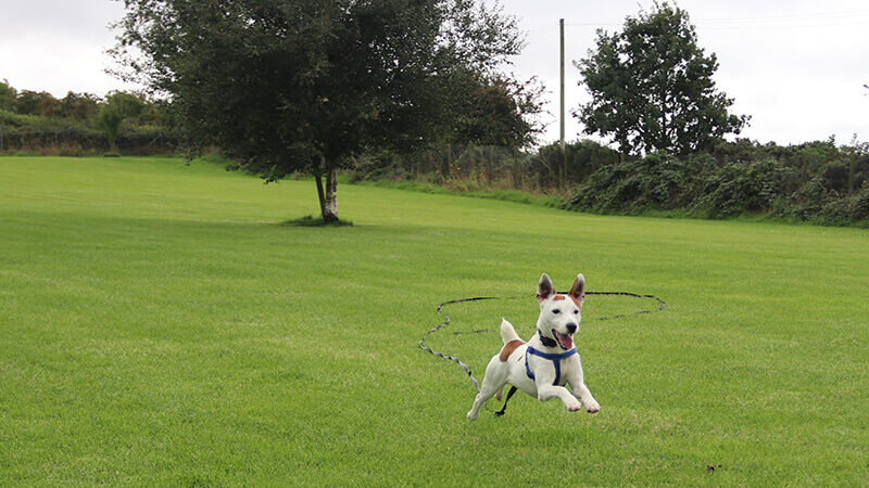 Dumfries-Canine-Rescue-Secure-Field