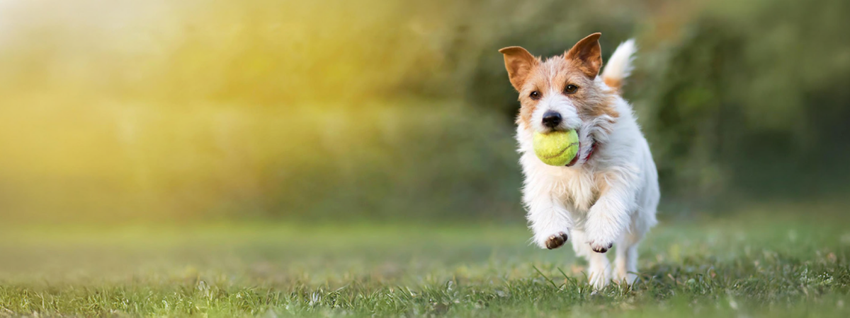 Greenfield-Farm-Secure-Dog-Field