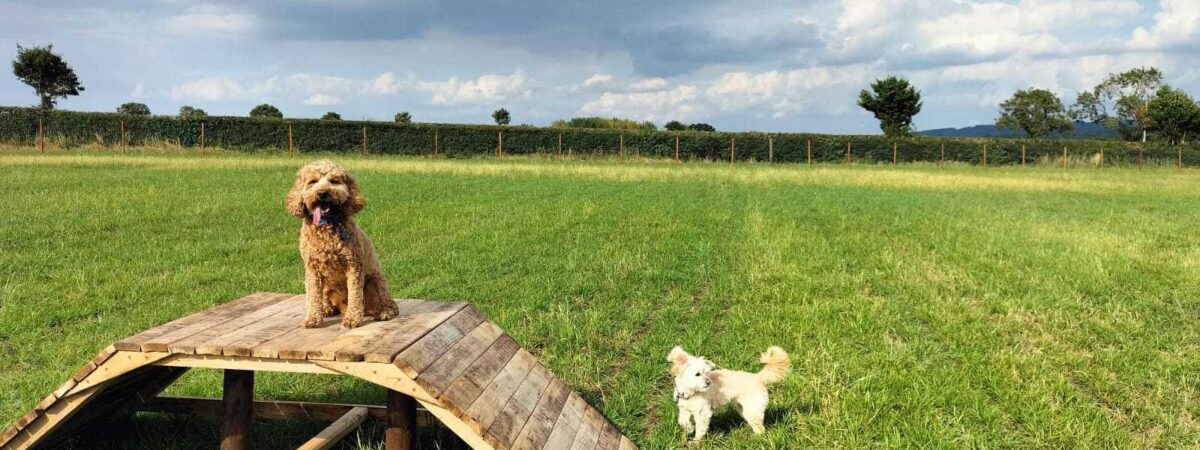 5 acres secure dog field in Northallerton