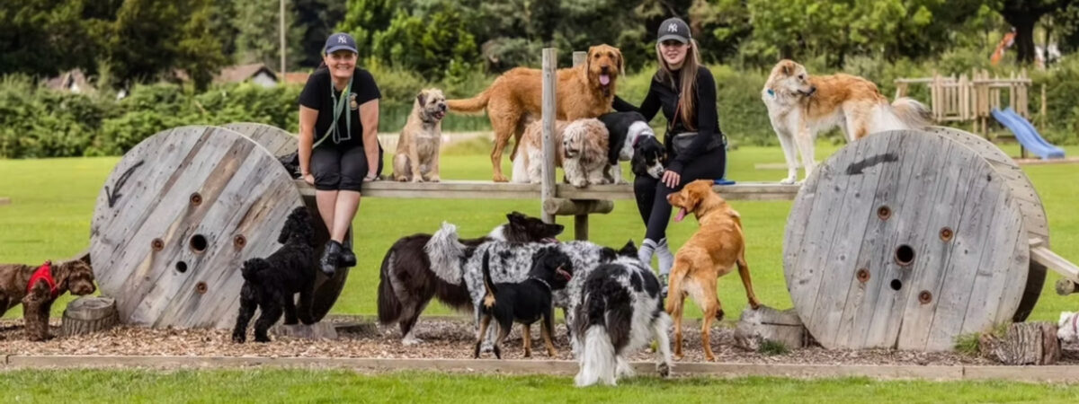 A Dogs Life Discovery Field Secure Dog Walking