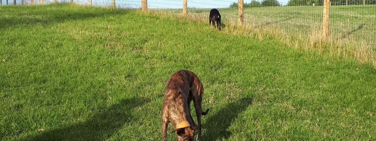 Acres of fun secure dog park