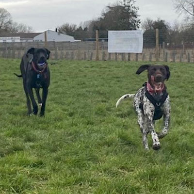 Dogs playing in the grass at Birchanger Dog Field